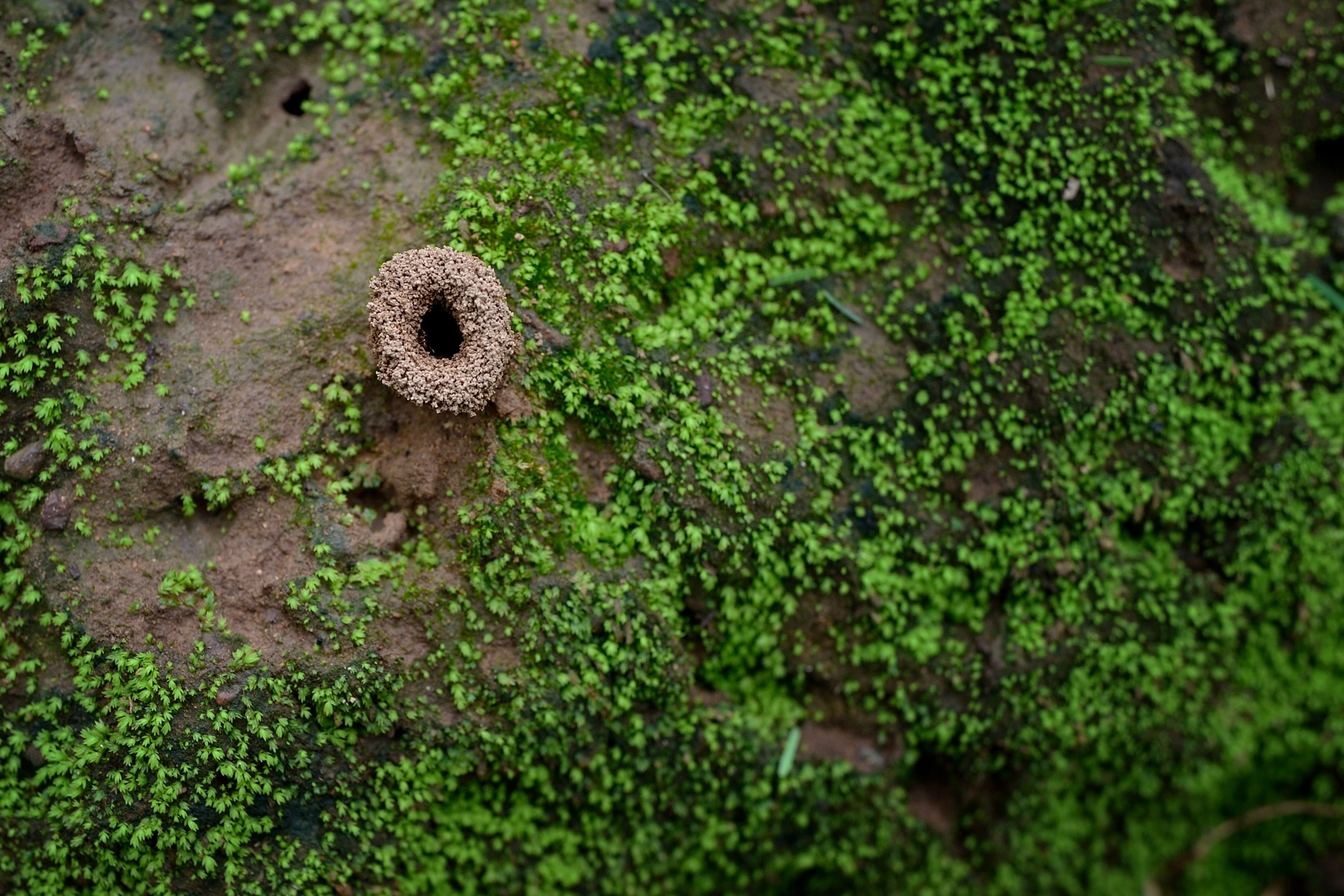 Fourmis en colonne